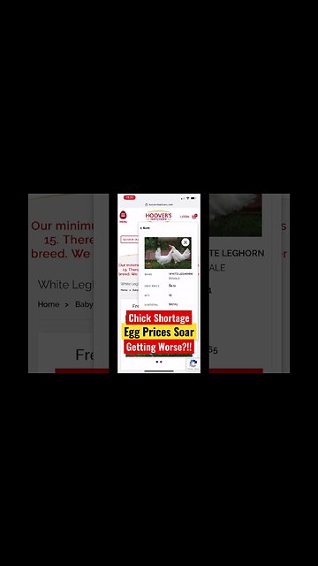 Egg prices soar chick shortage getting worse?!! #homestead #chickens #egglayers #chicks #eggs