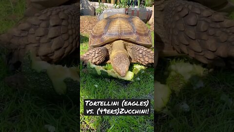 Tortellini predicts Eagles vs 49ers! #sulcata #sulcatatortoise #eagles #49ers #nfl #shorts