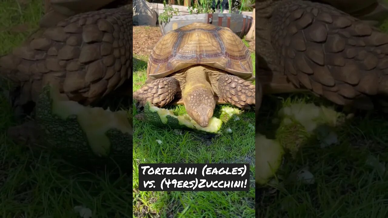 Tortellini predicts Eagles vs 49ers! #sulcata #sulcatatortoise #eagles #49ers #nfl #shorts