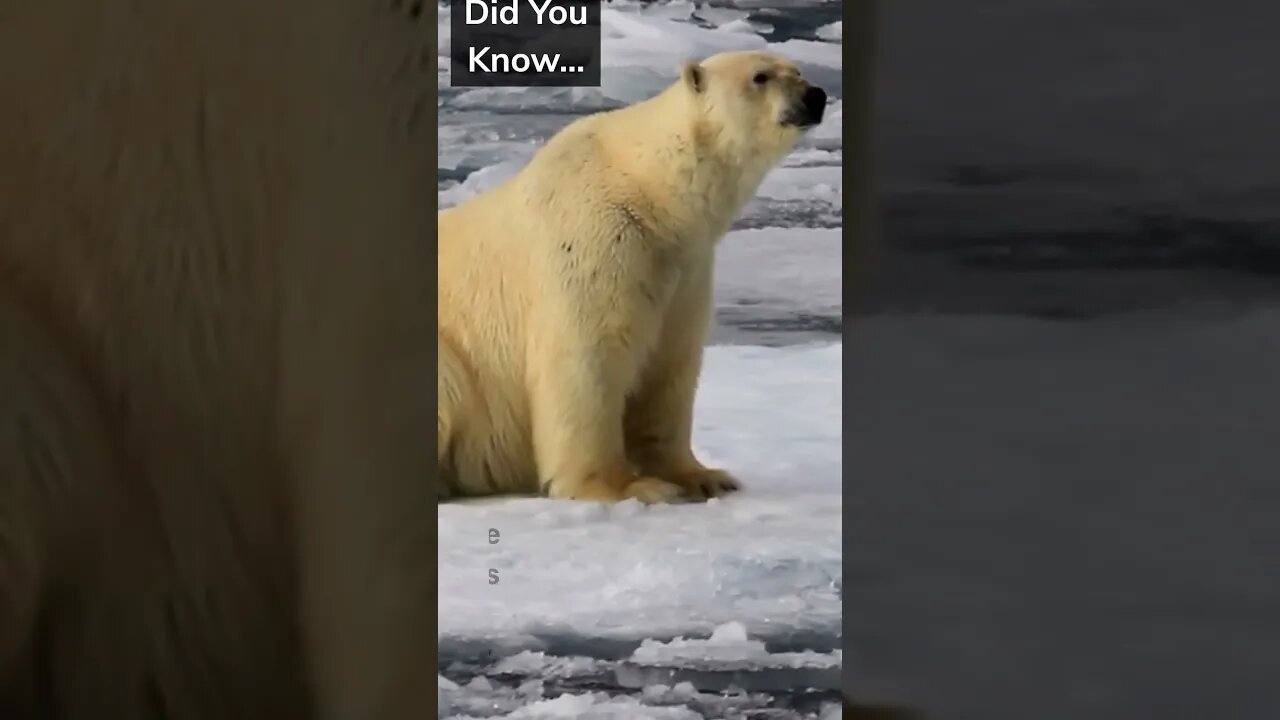 Fun Facts You didn’t know #Shorts #Subscribe