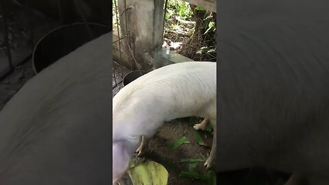 How to feed your pig