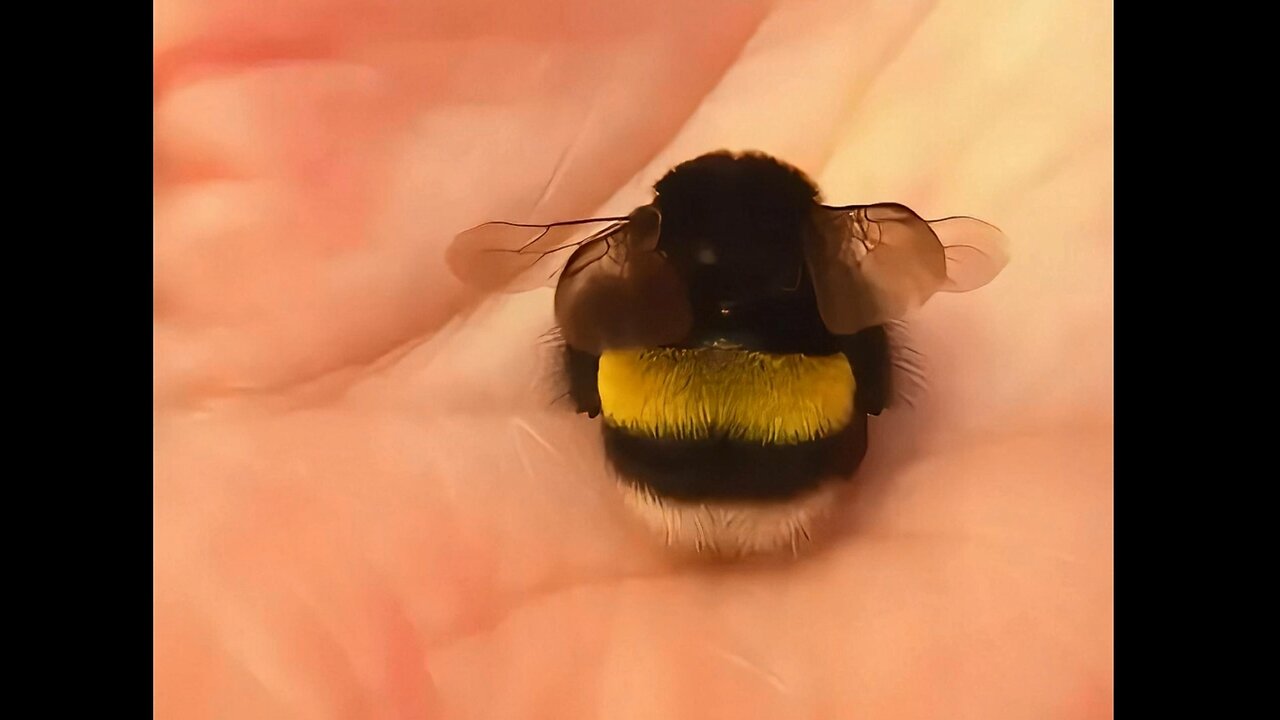 The bumblebee, known as the "chubby one" in the bee world, is very fat but is a workaholic.