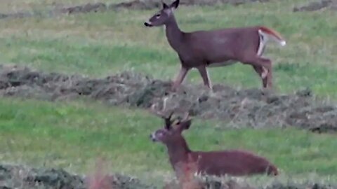 Bucks Bucks and More Bucks #2