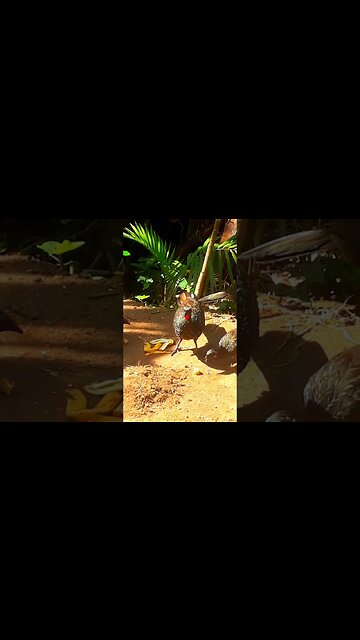 Jacu e também os filhotes com fome comendo banana