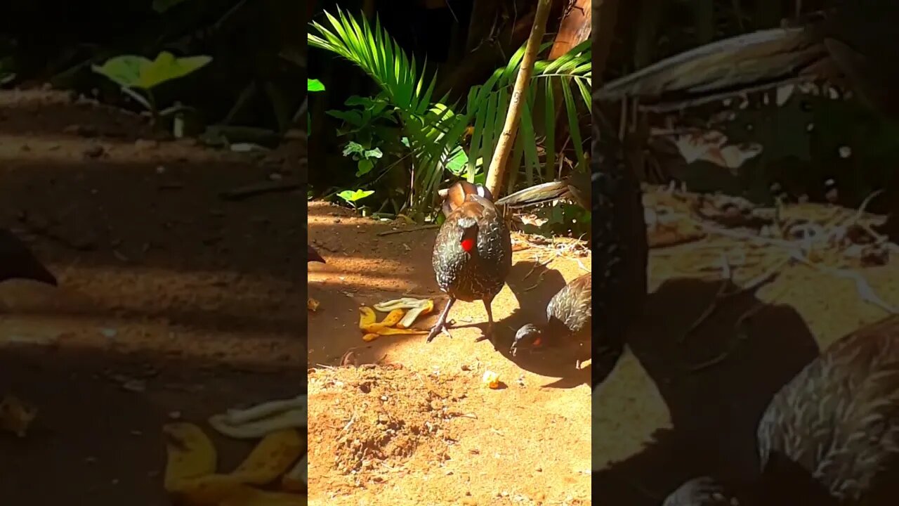 Jacu e também os filhotes com fome comendo banana