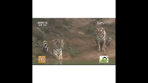 animals fight please like share comment and subscribe this video