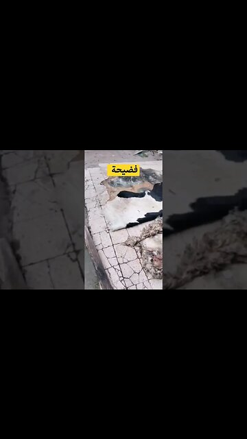 كارثة و فضيحة