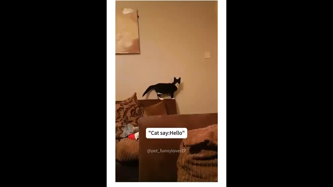 Funny cats