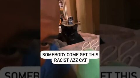 Is This Cat Really Racist??? #shorts