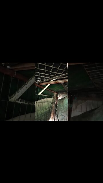 Snake in the chicken pen