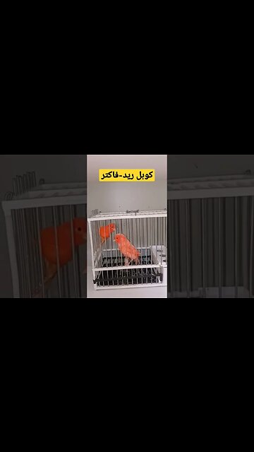 كوبل ريد-فاكتر الكناري كيوت روعة مرحبا