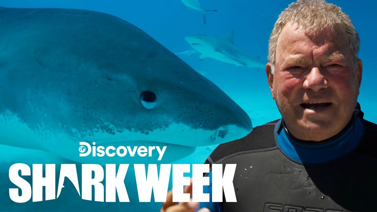 William Shatner Overcomes His Fear of Sharks Shark Week