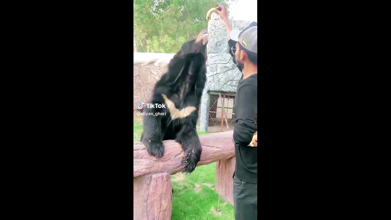 bear