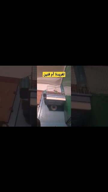 تغريد طائر أم قنين أو الحسون