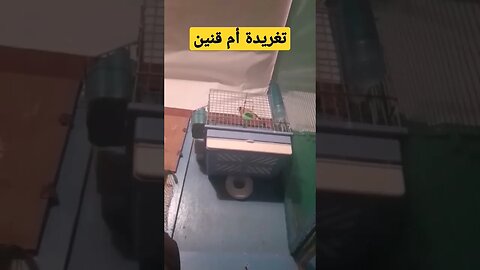 تغريد طائر أم قنين أو الحسون