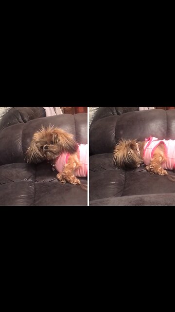 Pup Faceplants Because She Wants More Cheese