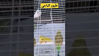 طيور البادجى هوكو كيوت روعة مرحبا