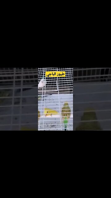 طيور البادجى هوكو كيوت روعة مرحبا