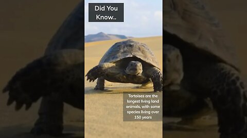 Did You Know.. #Shorts #Subscribe