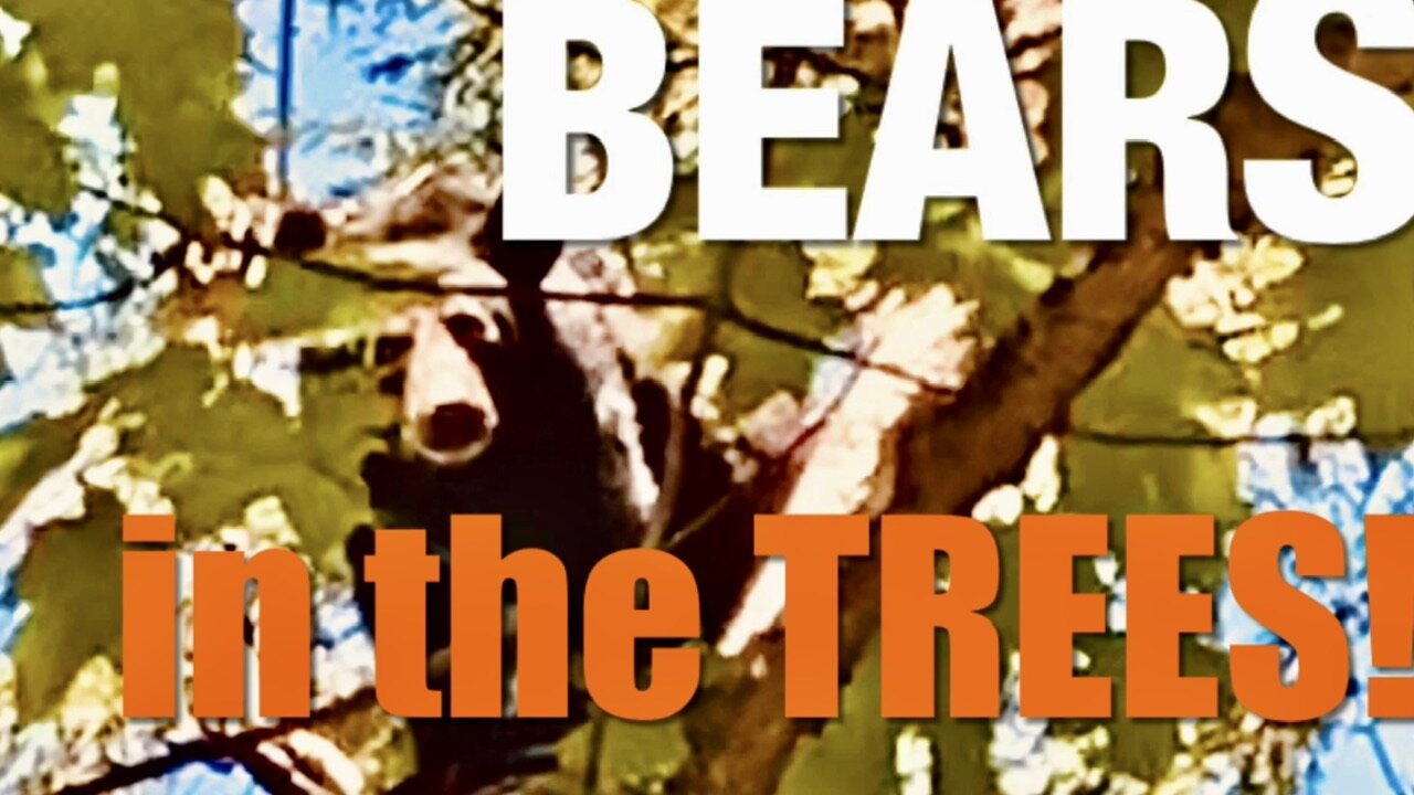 Bears in the Trees!