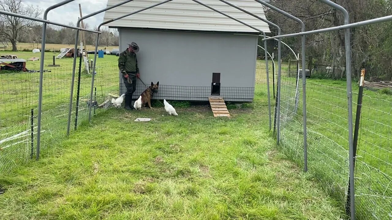 Introducing a trained dog to chickens, drill 2