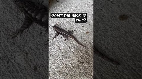 Bonus, What the heck is this? #question #lizard #unknown #shorts