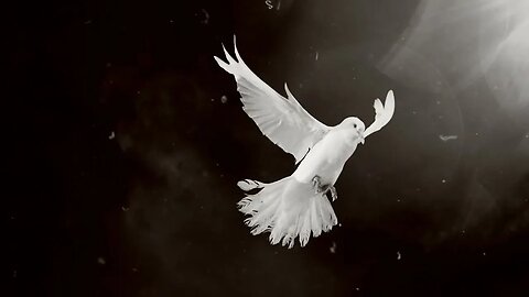 dove of hope black and white side view SBV 307023382 HD