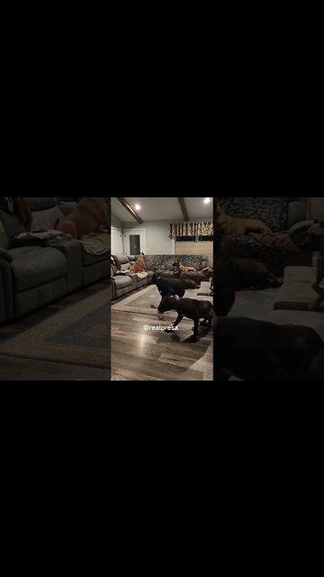 When your dog hear strangers at the door 🤣🤣 #dog