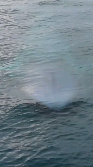 Nature: The Blue Whale. Largest animal/mammal to ever have lived.