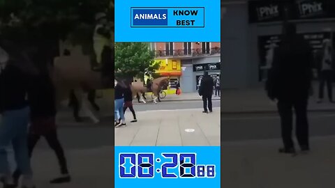 Animals Know Best! It's the People Who Don't Get It!