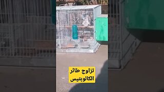 تزاوج طيور الكالوبسيت عين حمراء كيوت روعة