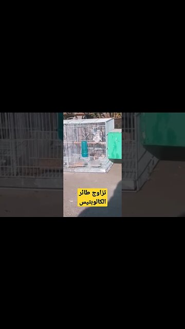 تزاوج طيور الكالوبسيت عين حمراء كيوت روعة