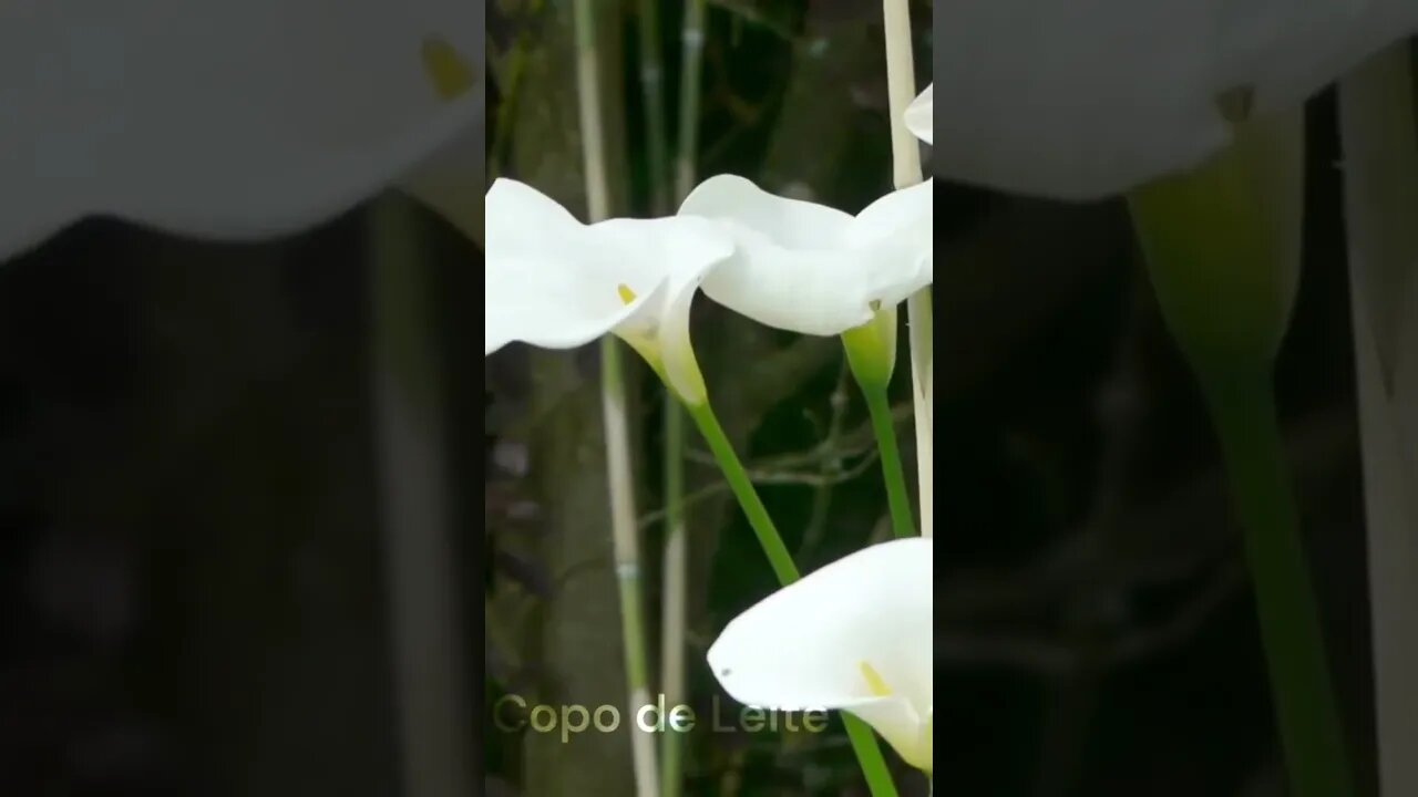 ⚠️ A Copo de leite! Uma planta tóxica para os gatos 🐈 ☠️ CUIDADO ‼️ #shorts