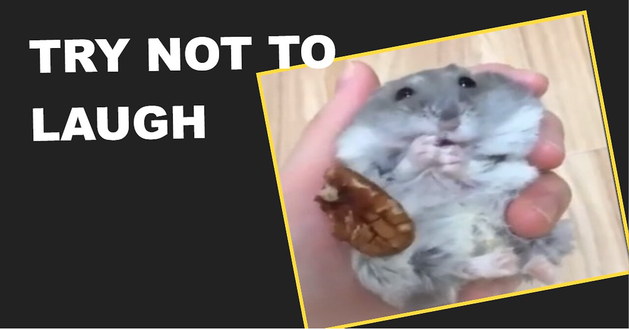 Funny Animals Compilation-2024