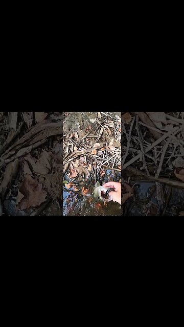 19 inch largemouth bass on the whopper plopper!