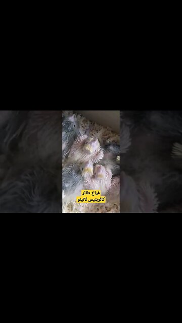 فراخ طائر كالوبتيس لاتينو روعة