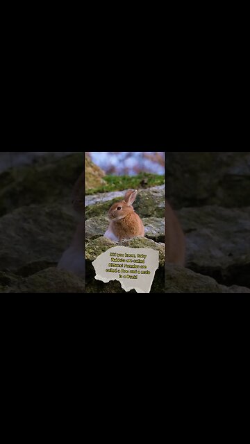 what is a baby rabbit called