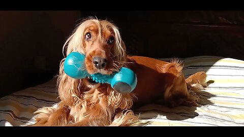 beautifuldog, cutedog, viraldog, कुत्ता, собака