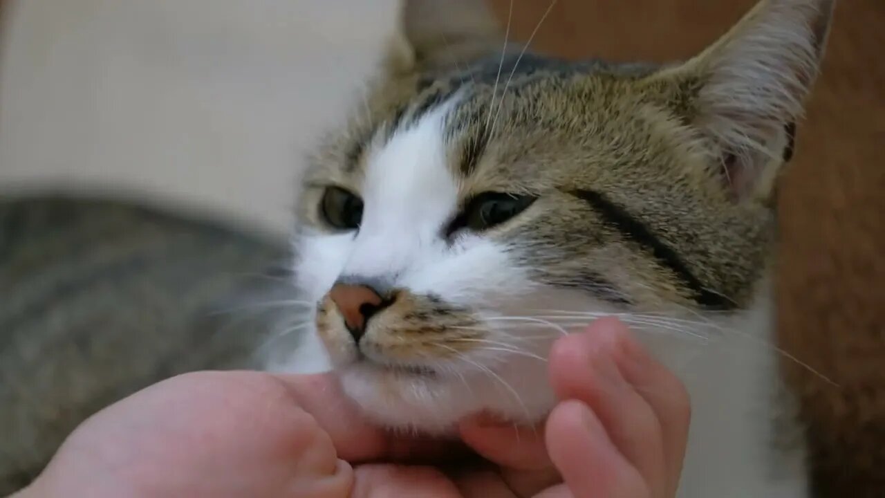 Petting a cute cat, close up