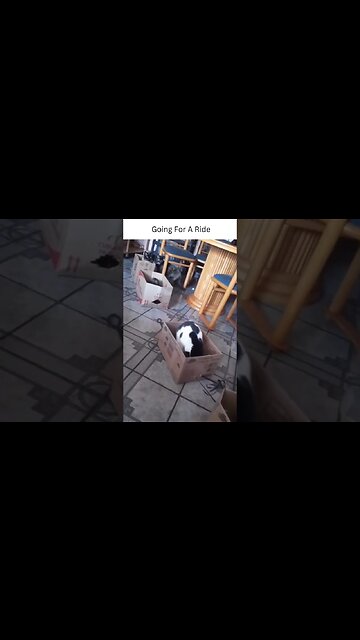 Having A Little Ride #short #shorts #viral #trending