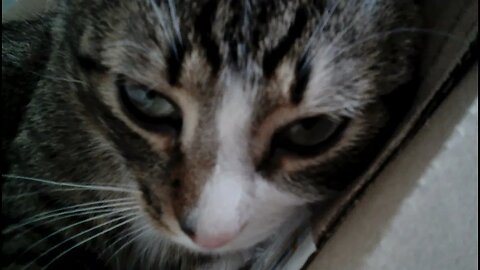 Cute Cat Close up #shorts