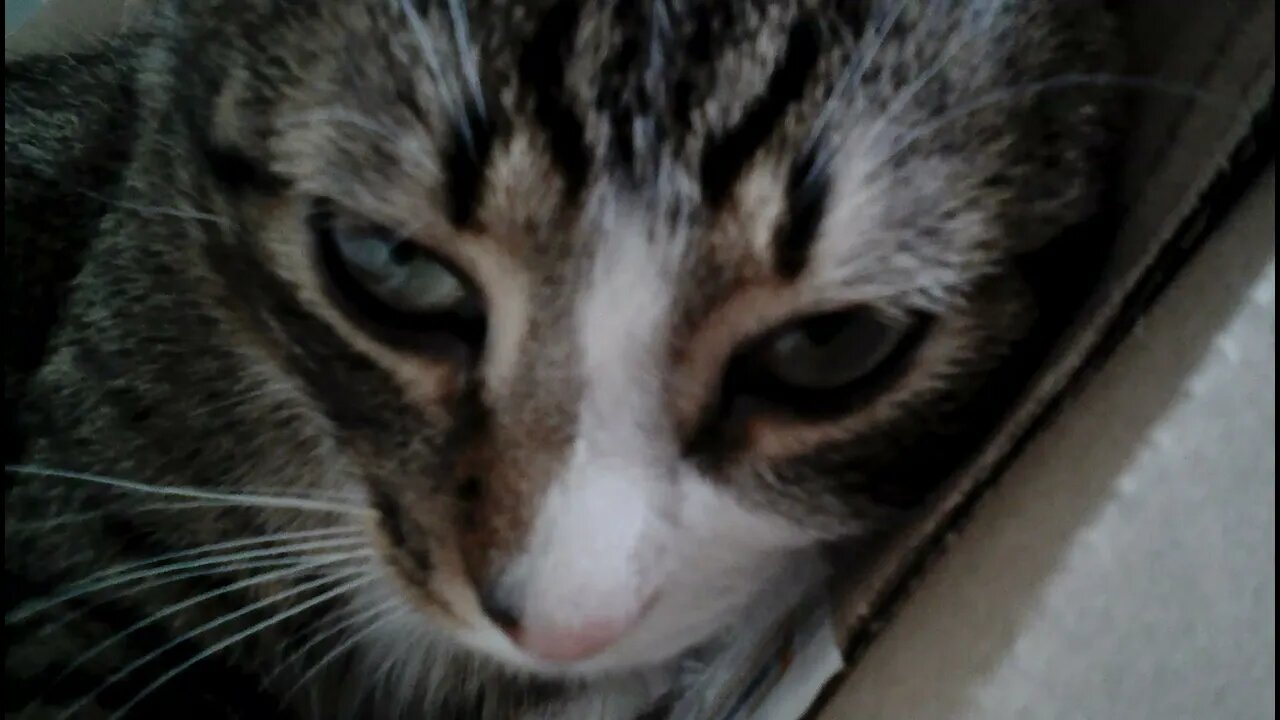 Cute Cat Close up #shorts