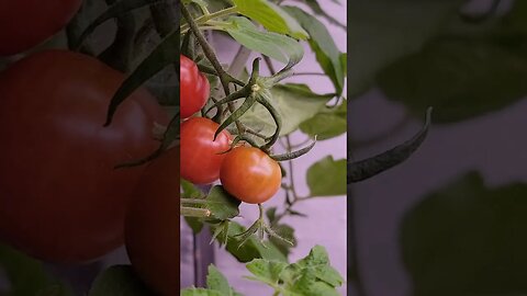 More ripe tomatoes #growlights #tomato #savingseeds