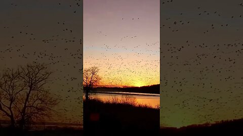 GoPro footage of 50,000 snow geese making a beautiful racket! #migration #middlecreek @visitpa