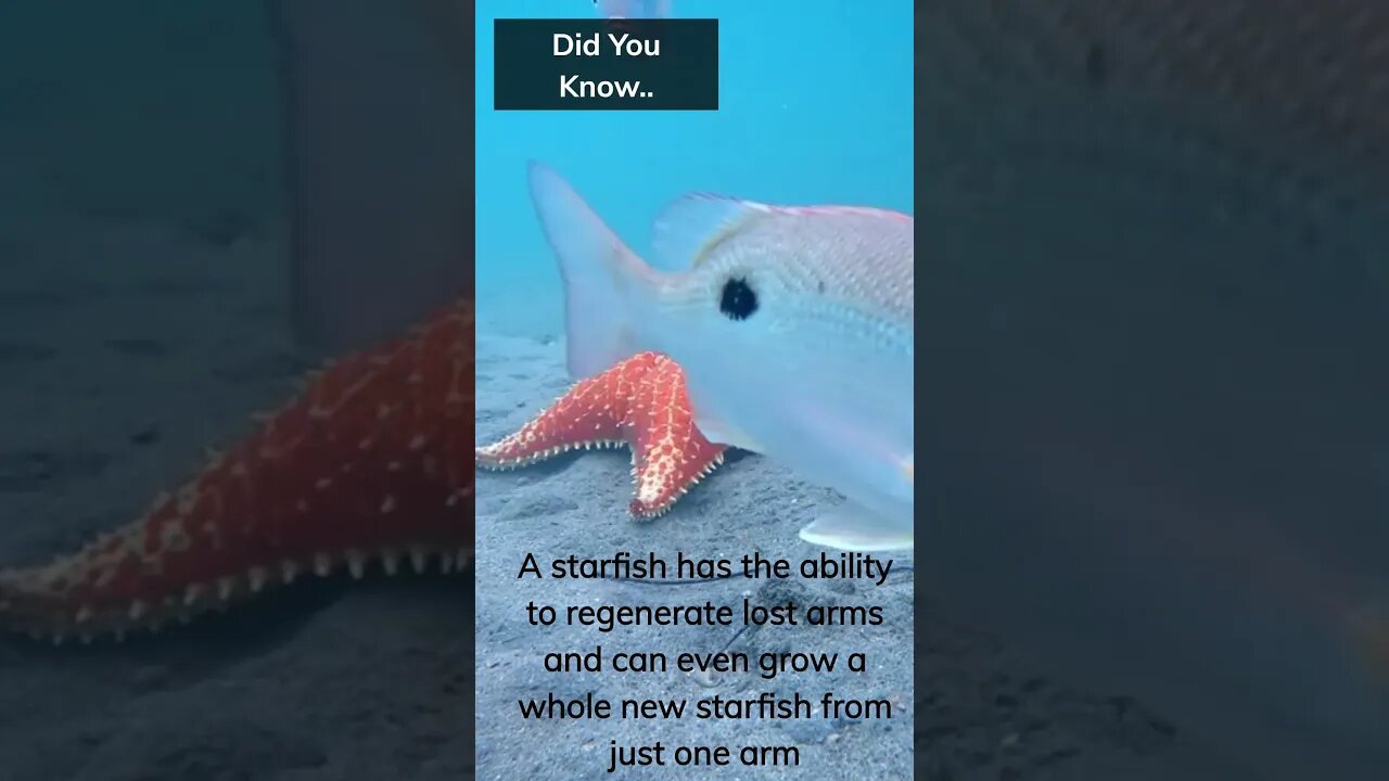 Fun Facts you didn’t know #Shorts #Subscribe