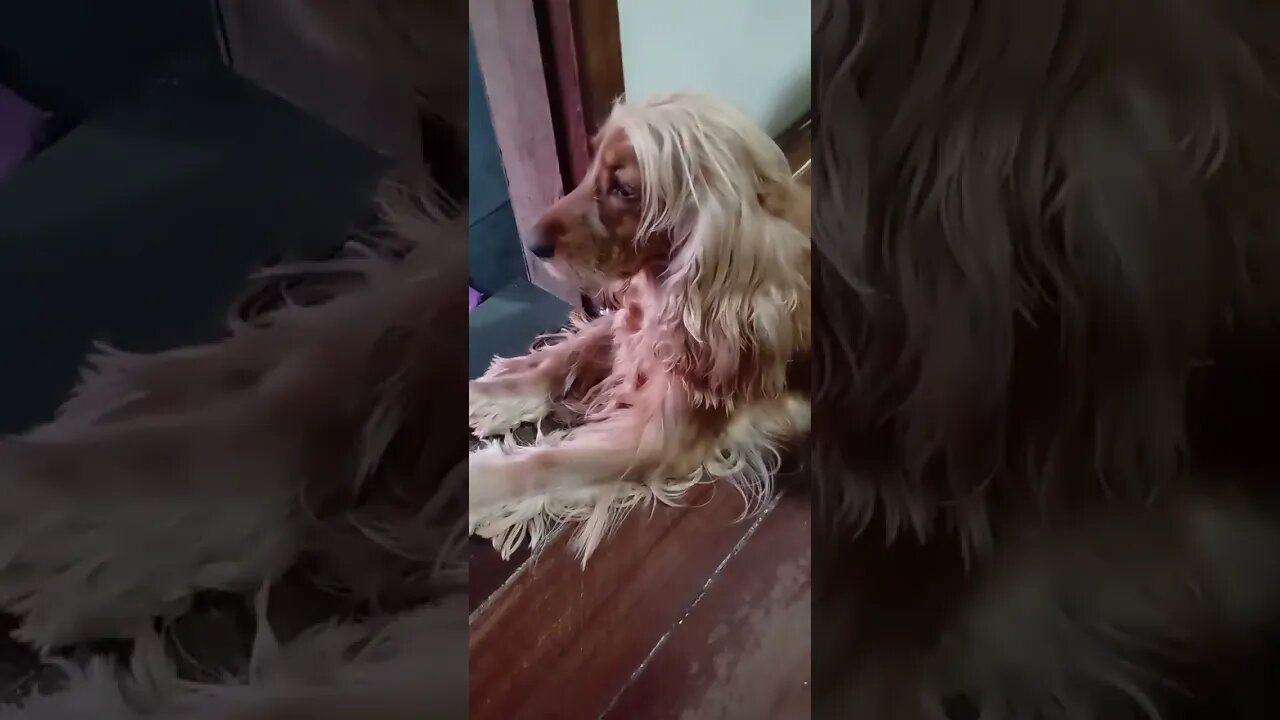 #dogs, #animals , #friend , #pets , #cães , #shortsvideo