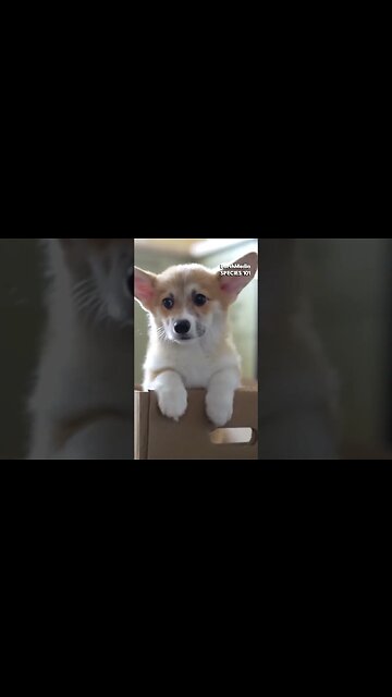 Why Hamsters Are Best Pet for Small Houses