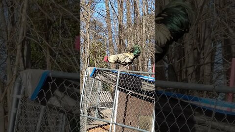 Pocket the rooster #farmlife #rooster @lrranchnc1436