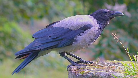 Hooded Crow is Enjoying His Rice on the Large Tree Stump