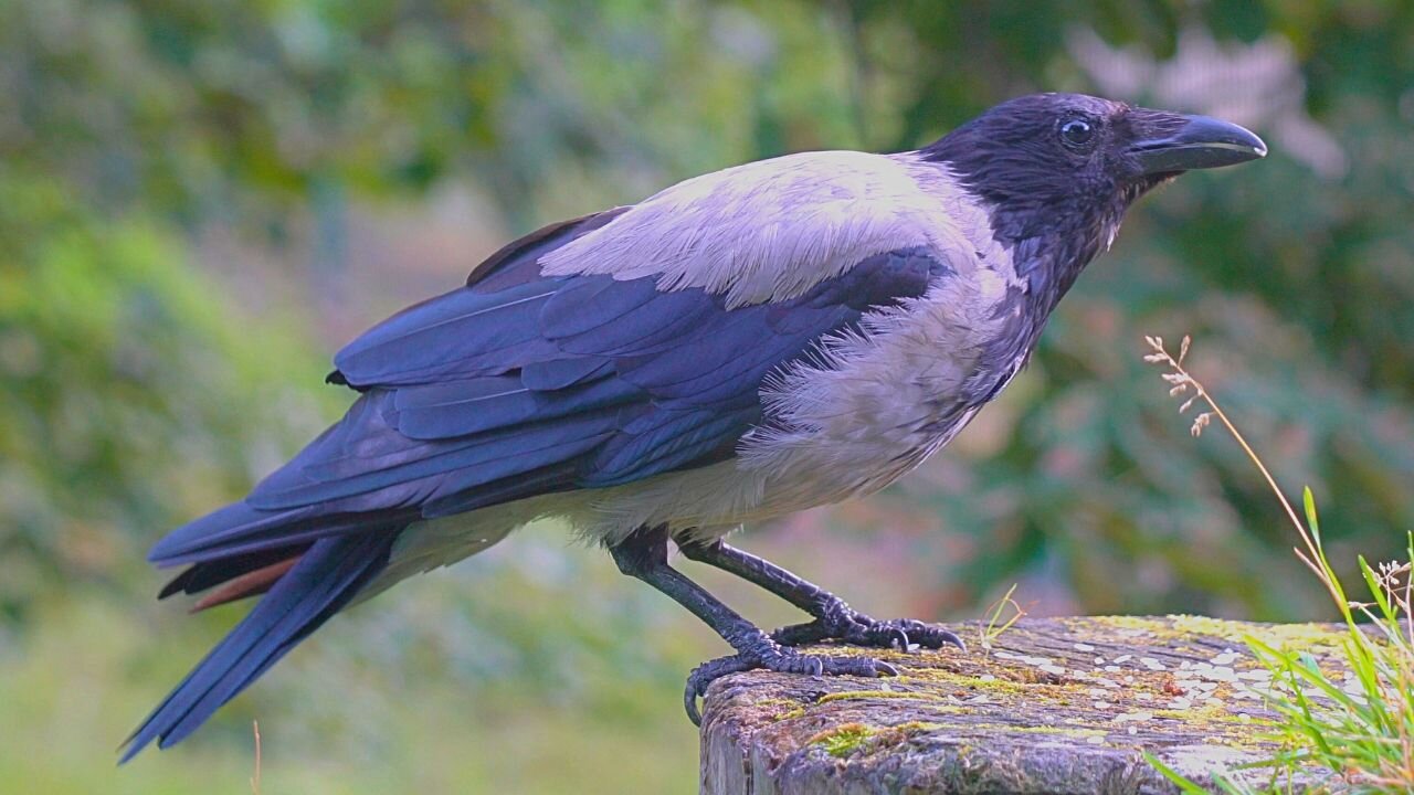 Hooded Crow is Enjoying His Rice on the Large Tree Stump